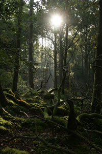 Images of Lakeland Woodland Dawn by Neil Salisbury